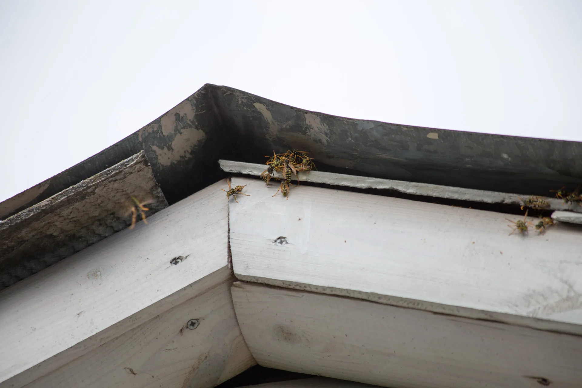 Wasp Nest Removal