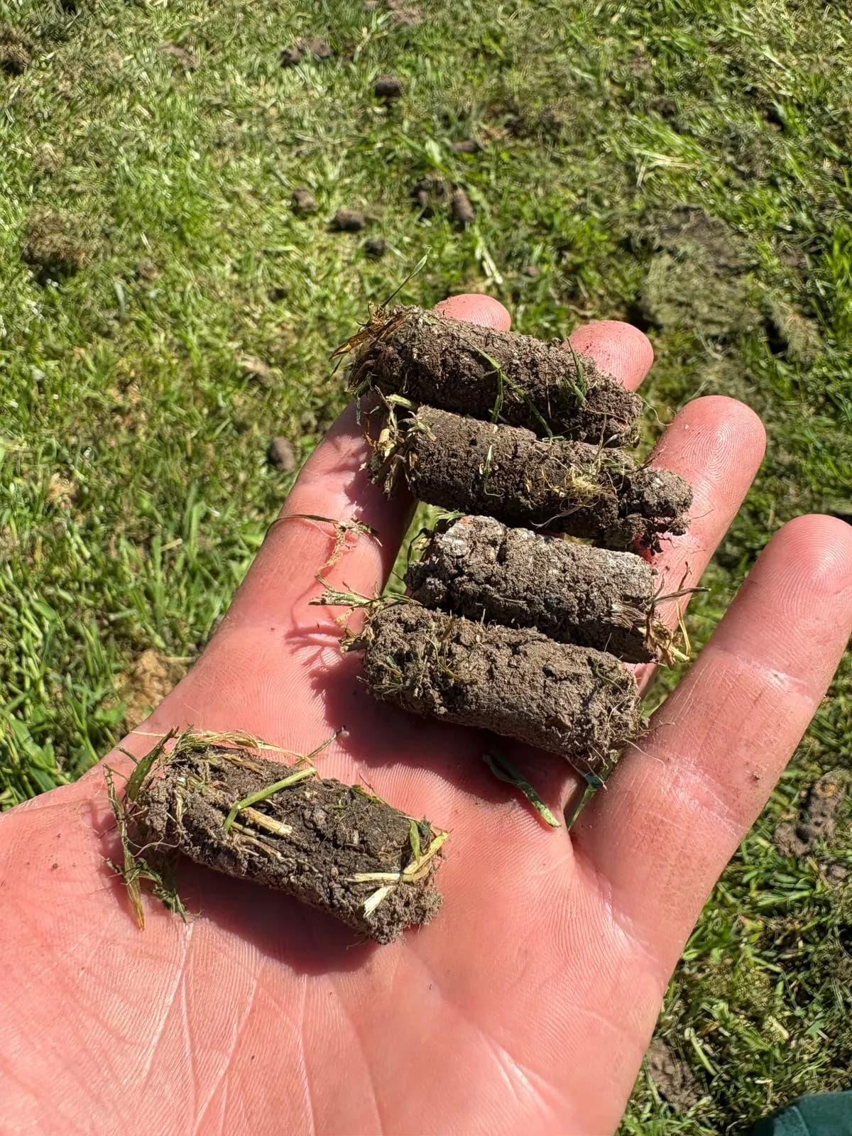 Professional Aeration