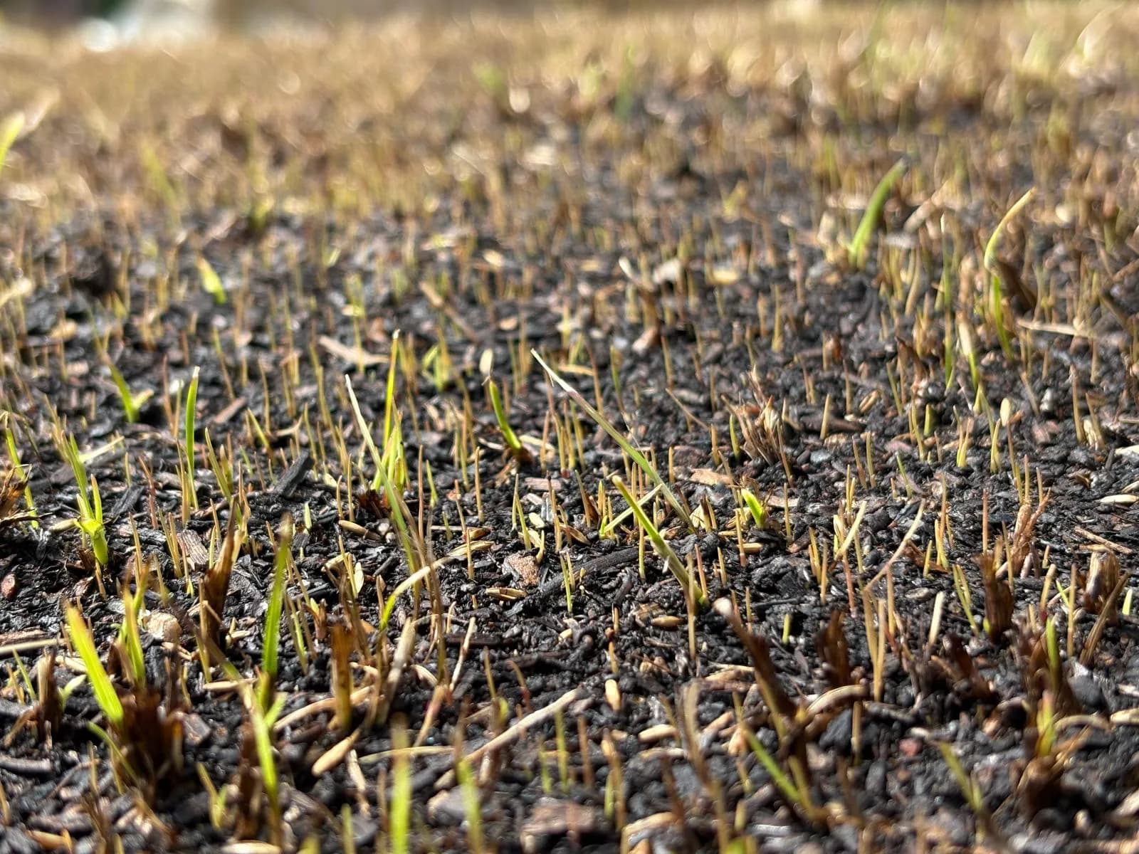 Seed Germination