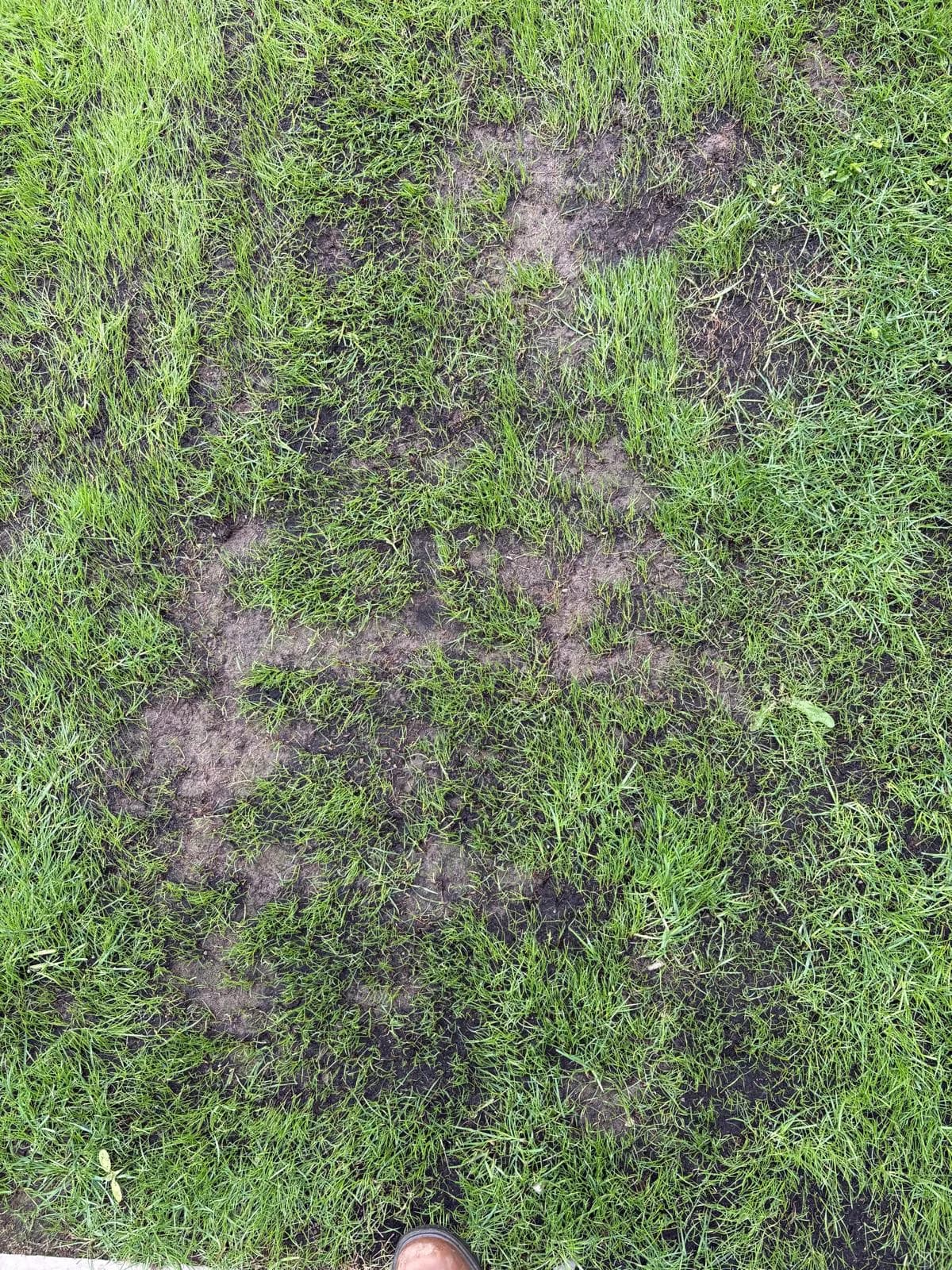 Overseeding Service