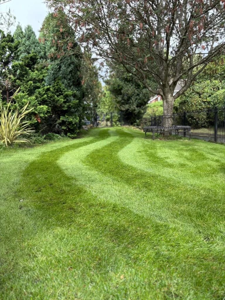 Professional lawn cut