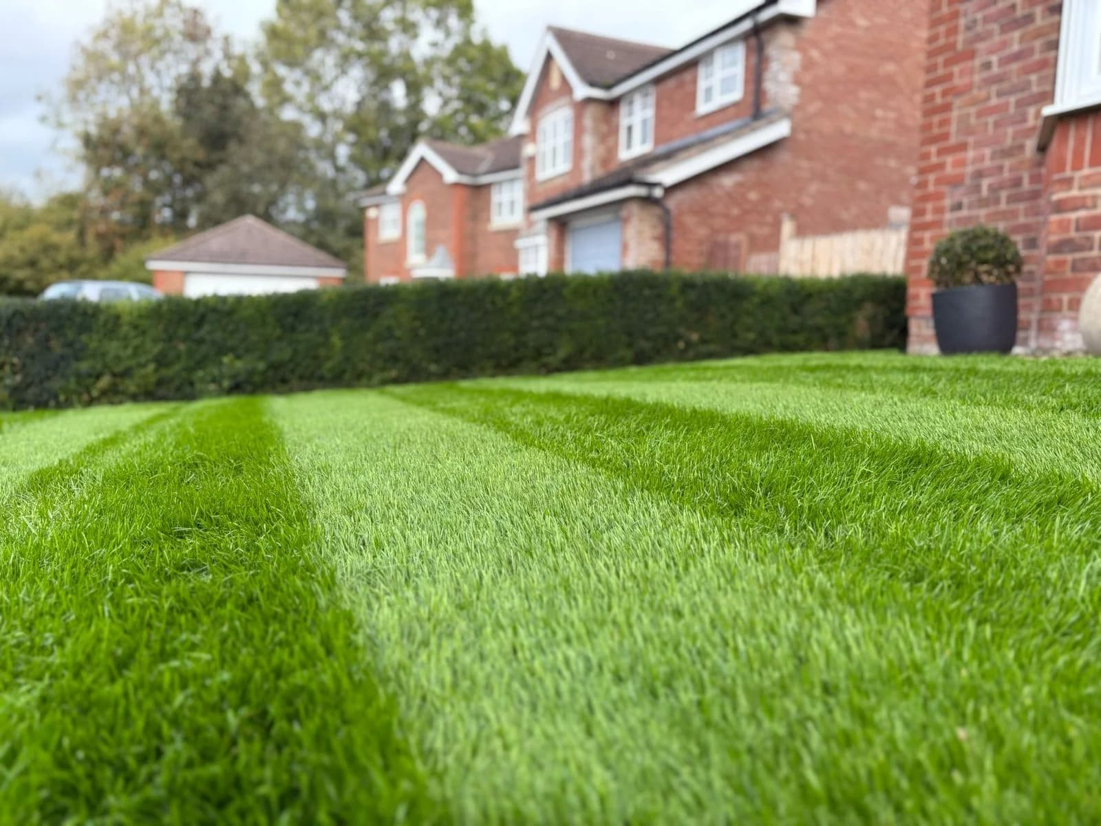 Professional lawn cut result